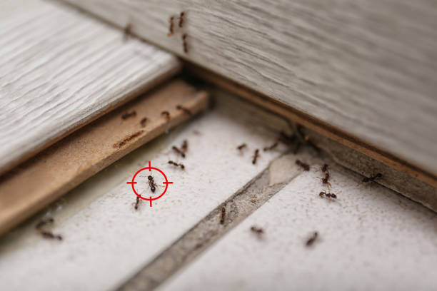 Best Best Pest Control Companies  in Monrovia, MD